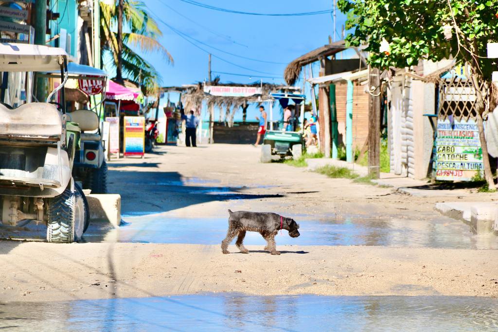 a lonely dog roaming the streets.